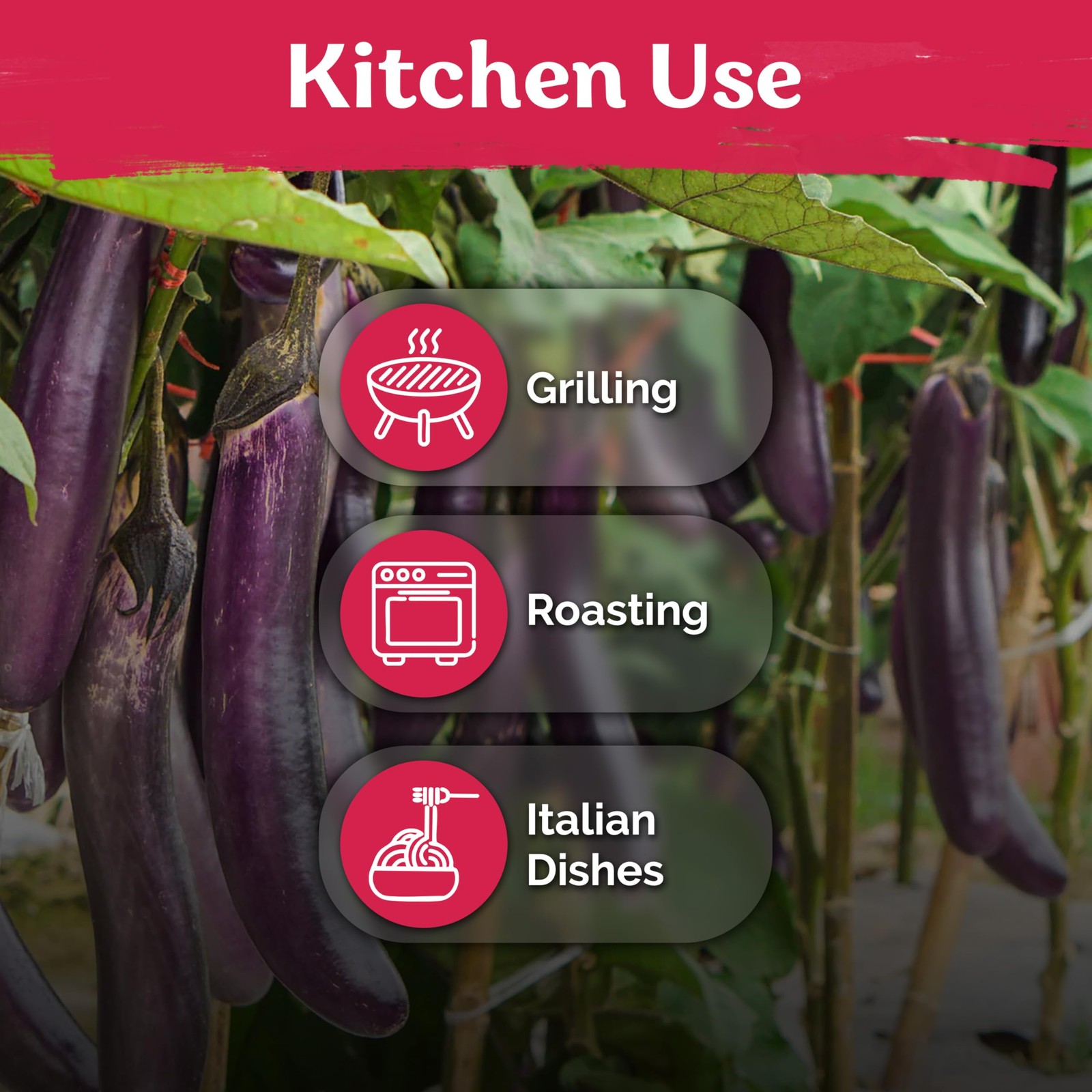 KVITER 175 Long Purple Eggplant Seeds (Solanum melongena)