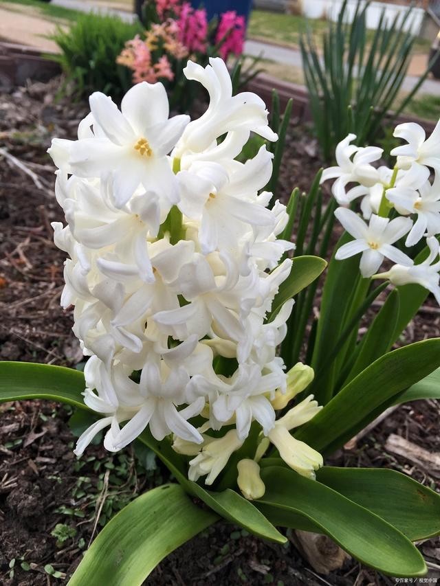 1 Tuberose Bulb, Fragrant Polianthes Tuberosa Flower Bulbs for Garden