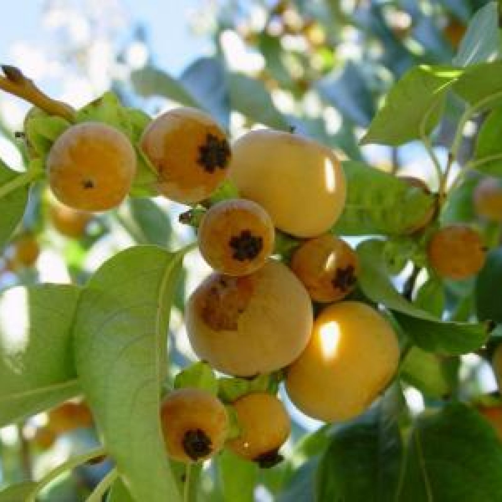DATE PLUM PERSIMMON Diospyros Lotus – 5 SEEDS