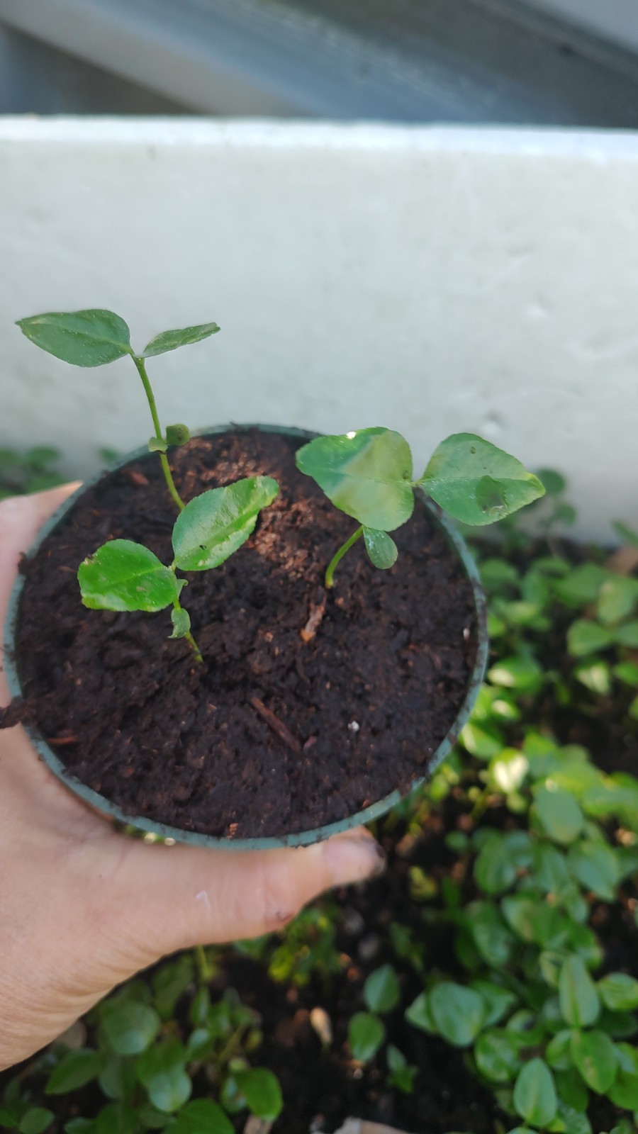 Pot of 3 healthy kaffir lime Tree 2-4 inches tall Seedlings. USA