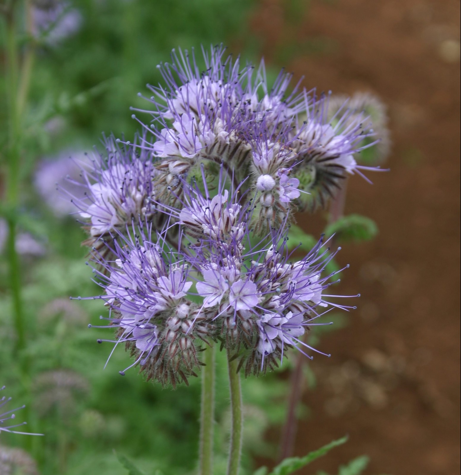 Lacy Phacelia Seeds, 100 Count, Purple Tansy, Phacelia Tanacetifolia