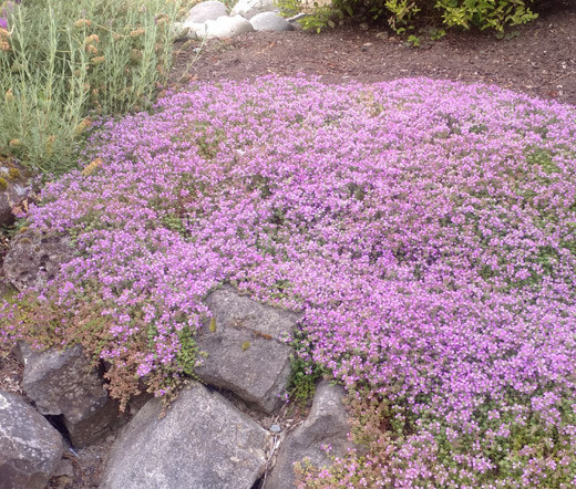 CREEPING THYME DWARF Thymus Serpyllum Ground Cover – 5,000 Bulk Flower Seeds