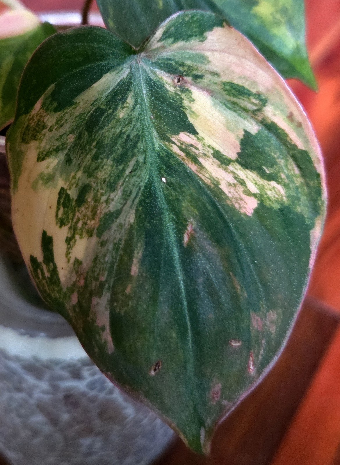 Rare Philodendron Variegated Pink Micans Ferrari Aroid Not Anthurium Monstera
