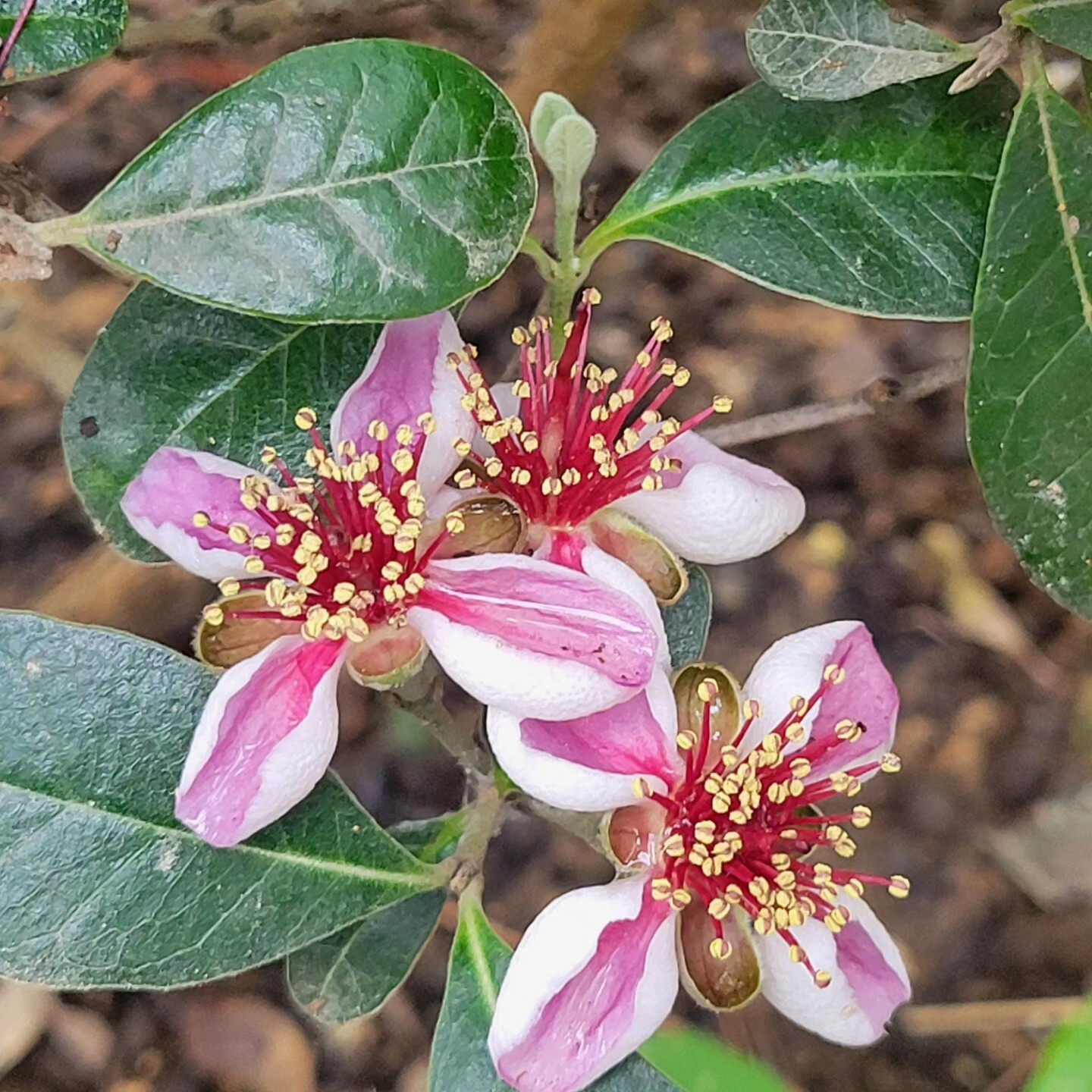 Pineapple Guava Cuttings Pollinator Perfect For Rooting Grafting Edible Flowers