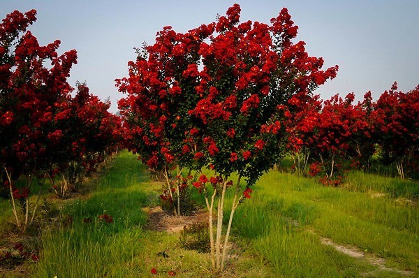3 Cuttings Red Crape Myrtle (Lagerstroemia indica) Organic Tree