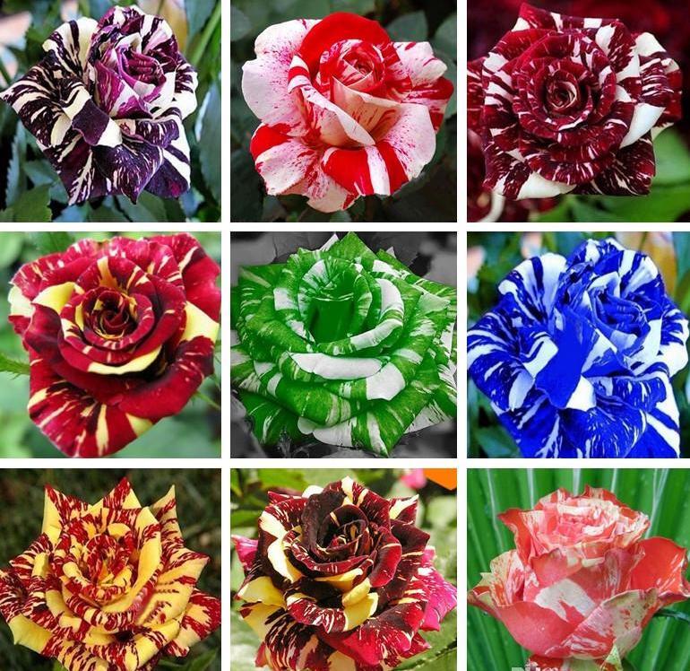 25pc TIGER DRAGON ROSE SEEDS Garden Flower rare exotic USA seller FREE shipping
