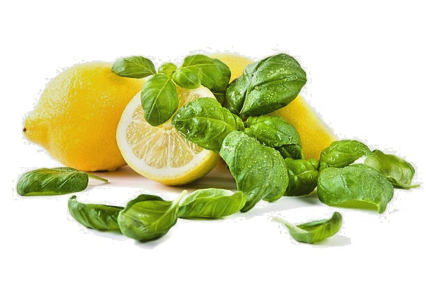 250 LEMON BASIL SEEDS | SALE FREE SHIPPING NON GMO