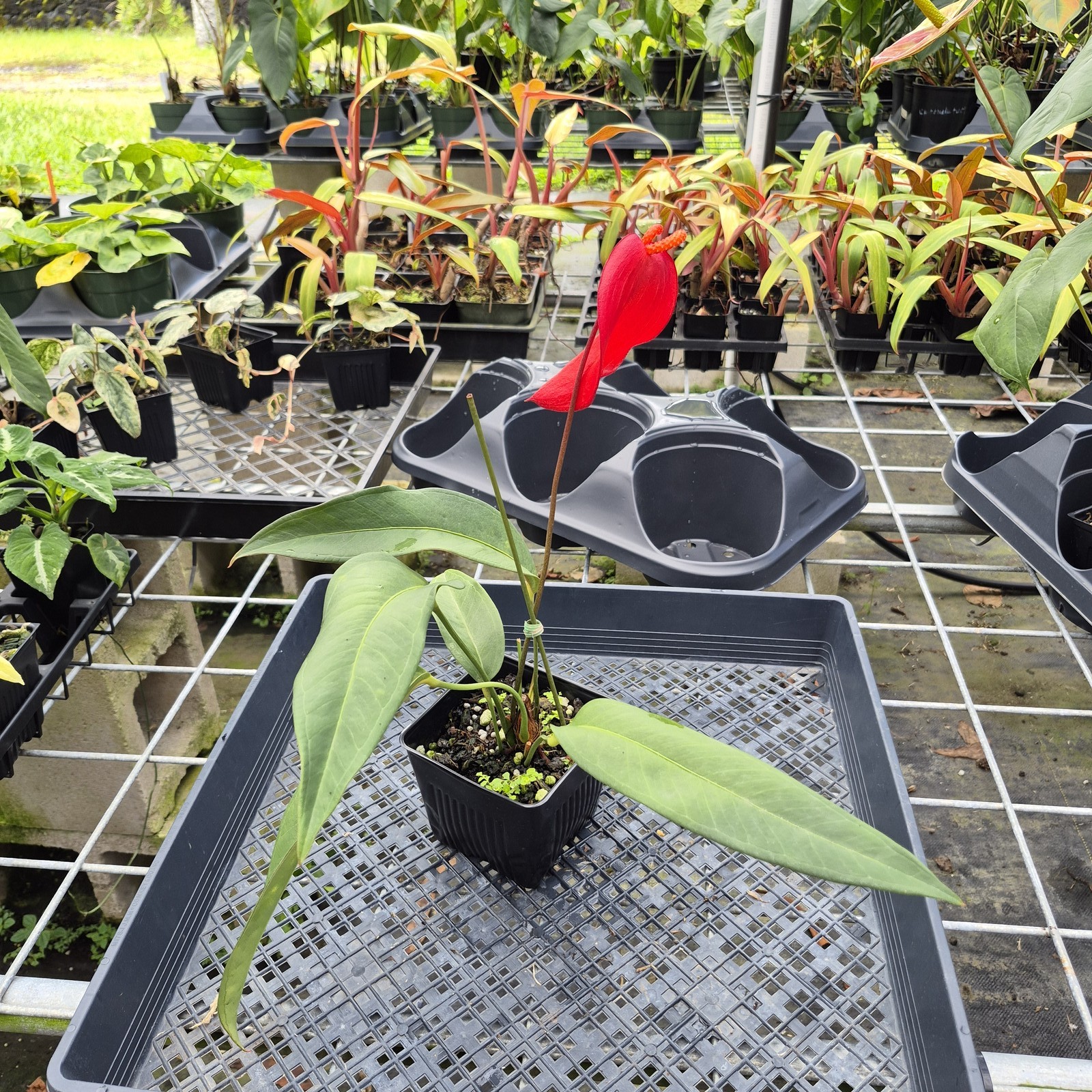 Anthurium Scherzerianum “Pig Tail”, Exact Plant Ships Nationwide