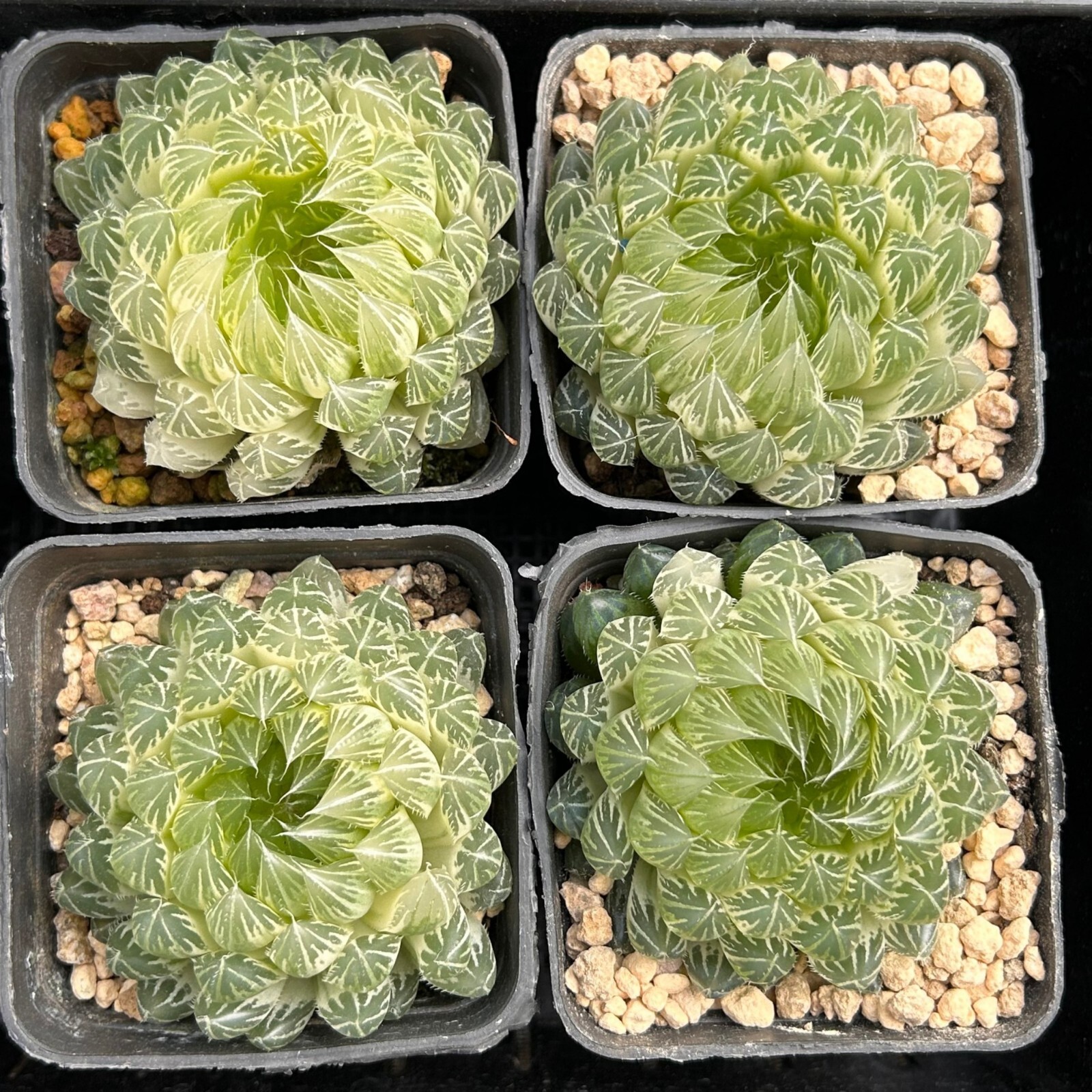 2.5” Haworthia Cooperi Butterfly Variegated, Live Succulent Plants,Rare Plants