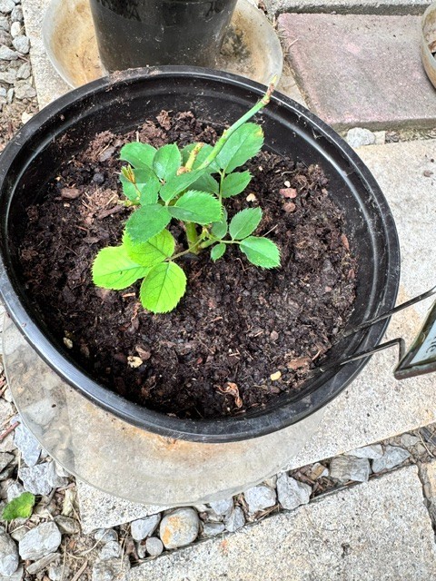 Japanese Rose ‘Blue Moon Stone’ Own Root Live Plant