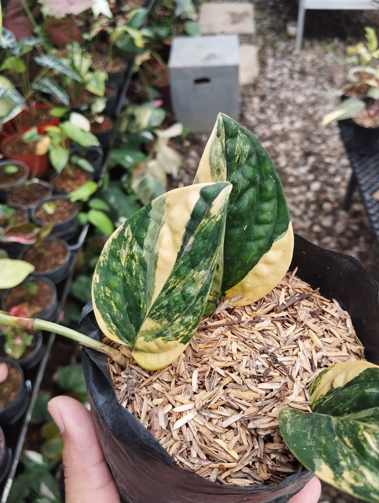 Monstera Carstenianum Peru Variegated Real Photo Free Phitosanytary
