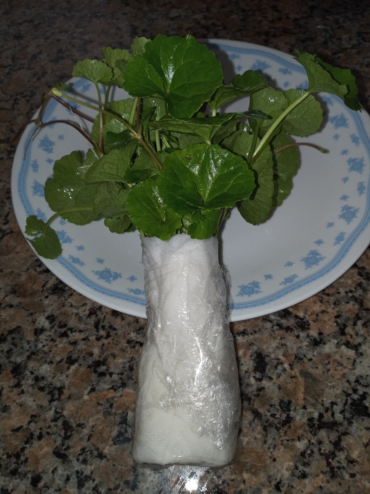 15 Pennywort Edible Rau Ma, Gotu Kola Centella Asiatica live plants