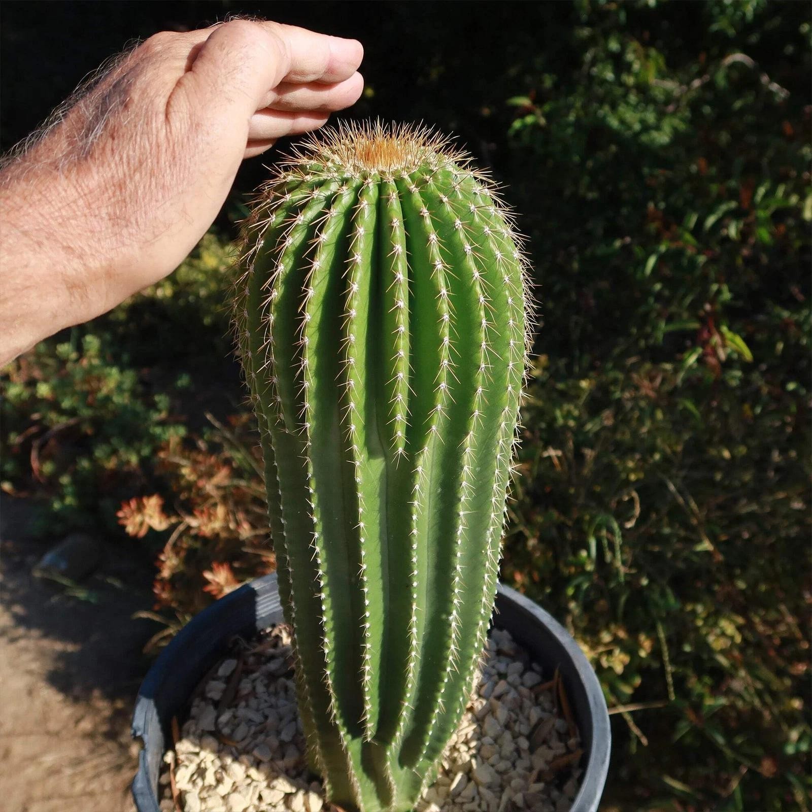 Neobuxbaumia polylopha Starter Plants Rare Columnar Cacti Succulent Live Plant