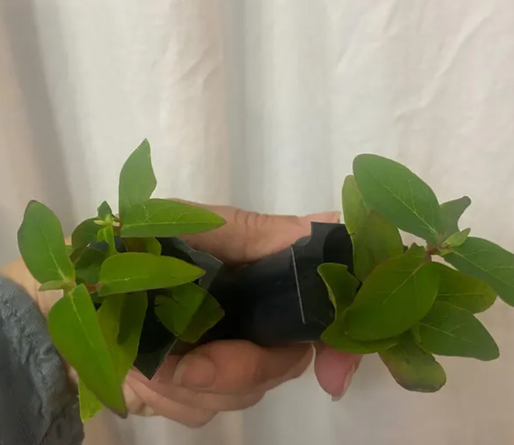 1 Live Hypericum ‘Ruby Globo’ Plant – 1–3” Tall in Plug – Ornamental Shrub