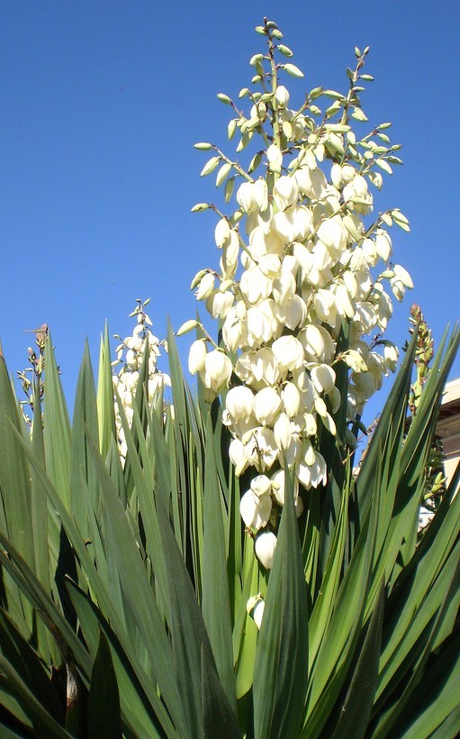YUCCA ALOIFOLIA, rare Spanish Bayonet agave garden Dagger Plant seed – 15 SEEDS