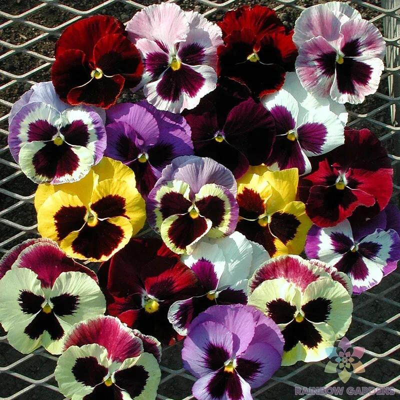 200+ Majestic Giants Mix Pansy (Viola) Seeds for Garden – USA – FREE SHIPPING!