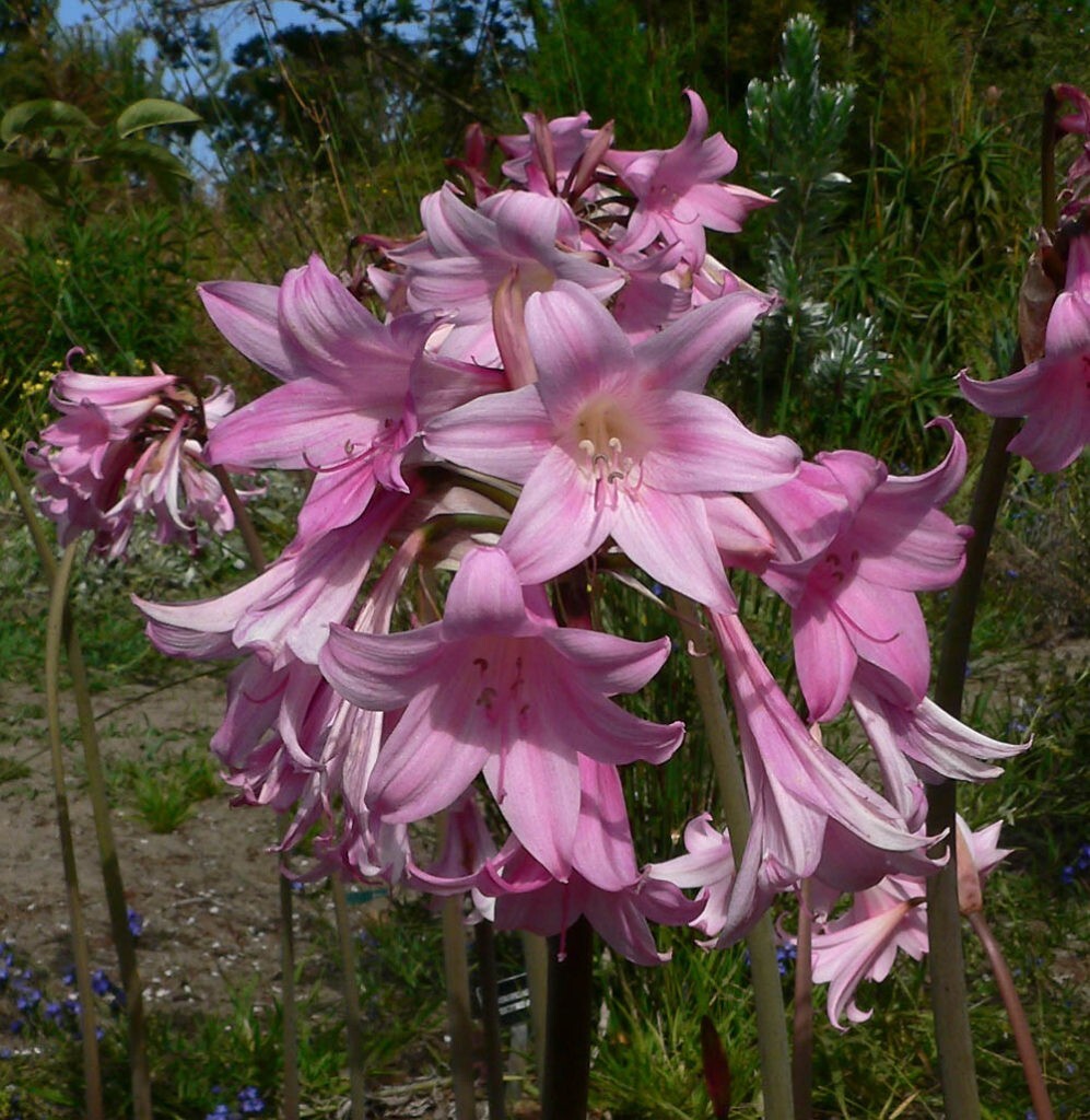 AMARYLLIS BELLADONNA NAKED LADY FLOWER BULBS HARDY ZONES 7-10 FRAGRANT BLOOMS!!!