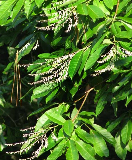 Oxydendrum arboreum Sourwood Lily of the Valley tree 10 seeds