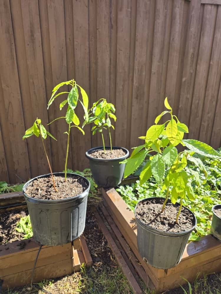 AVOCADO TREE/SAPLING, 1 YEAR OLD, 2 FEET TALL, NATURALLY GROWN, BEYOND ORGANIC!