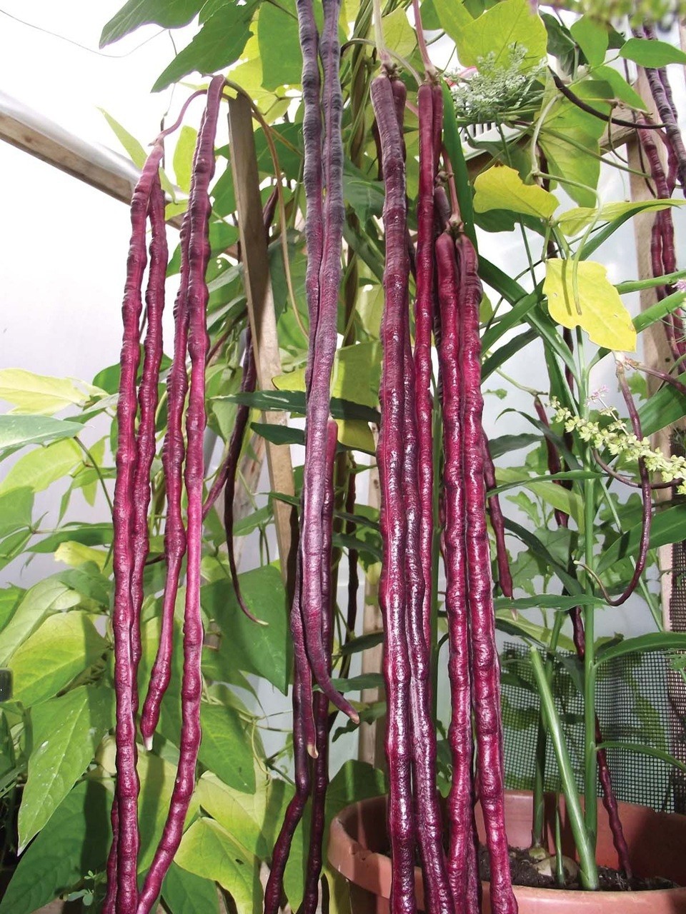 15+ Purple-red Yard Long Bean Seeds Asian Chinese Noodle Bean String Beans USA
