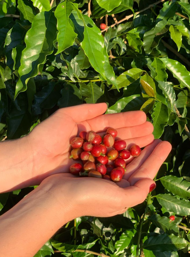 2 Live Arabica Coffee Plants – 4–6” Tall – No Pot – Tropical Edible Coffee Plant