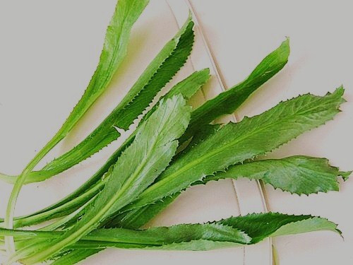Culantro Herb LEAF PACK (Eryngium foetidum) recao latin cuisine spice -5 LEAVES