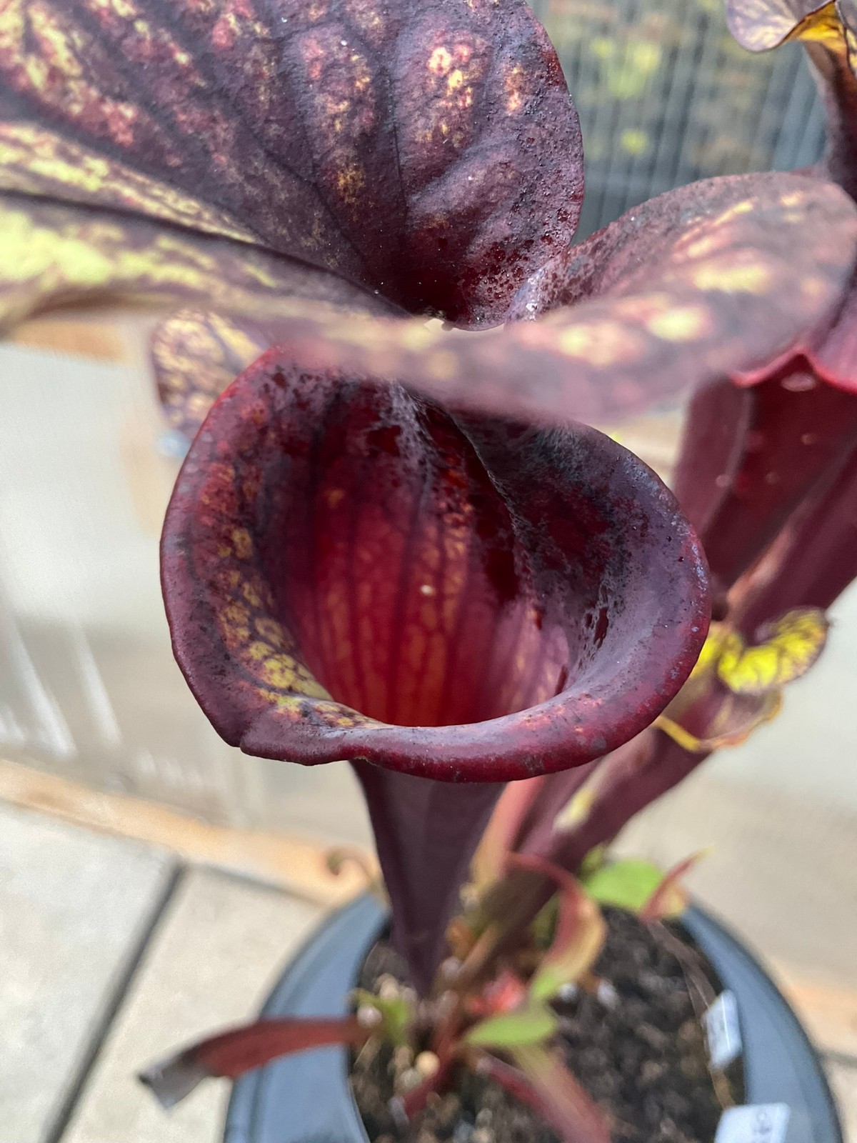 Sarracenia flava cuprea x flava rubricorpora OP, Gallon Exact Plant, Big GP