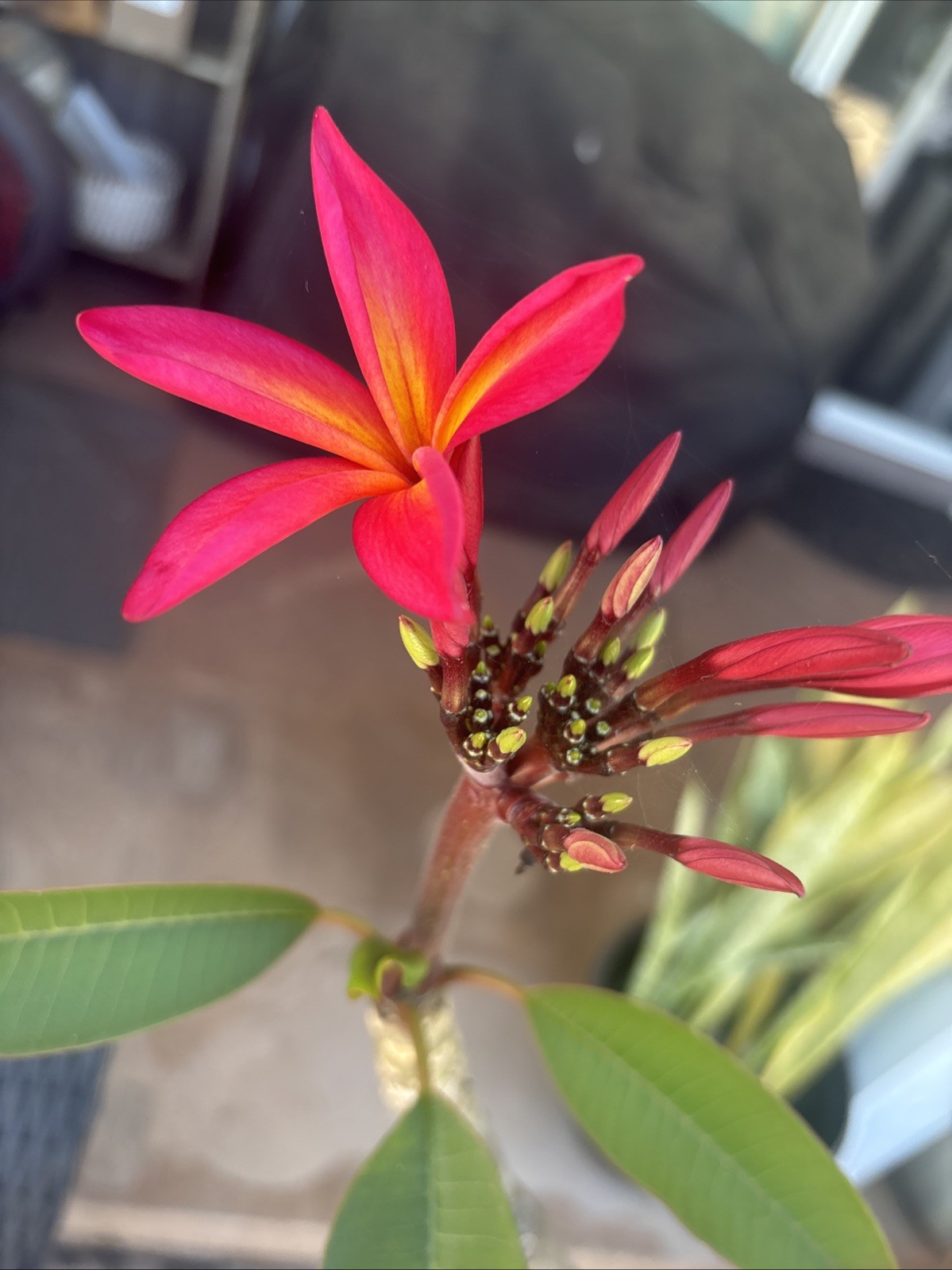 Plumeria Seeds From Variety Of Colors. At Least 20 Viable Fertile Seeds.