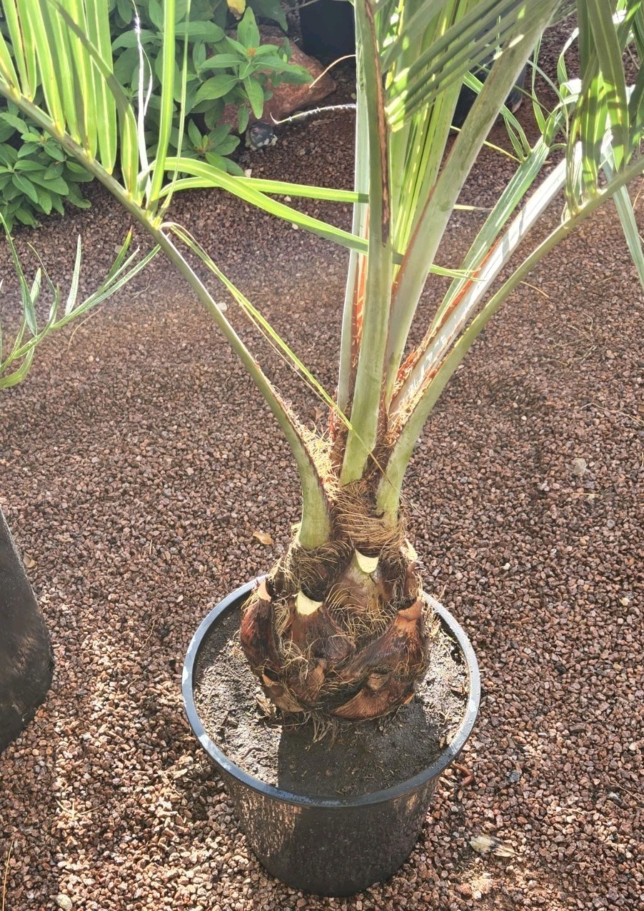 1 Jelly Pindo Palm Tree Plant (Butia capitata) Cold Hardy, 12+ Years, 52″ to 58″