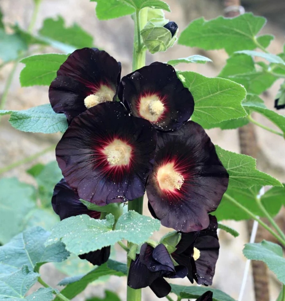 30+ Nigra Black Hollyhock Hollyhock Seeds **Fresh Seeds** ~~Free Shipping~~