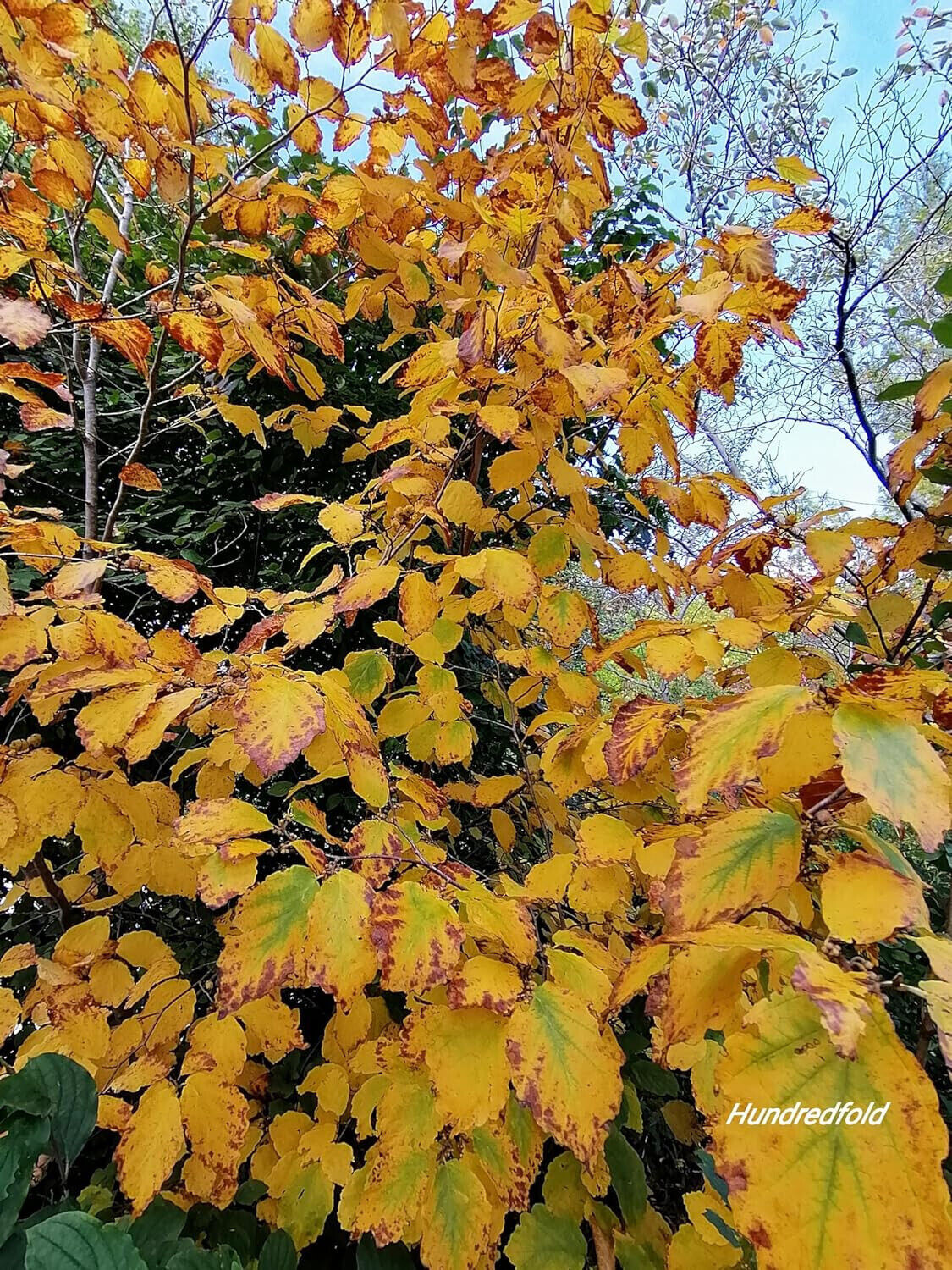 Winterbloom Witch-Hazel Small Tree 5 Seeds – Hamamelis virginiana Ontario Native