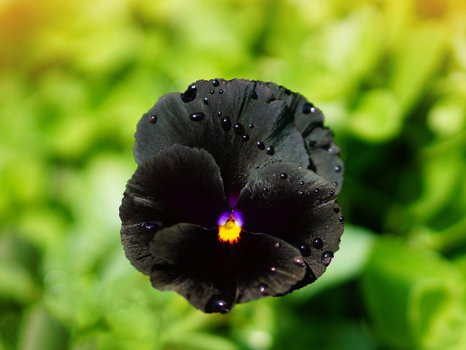 50 BLACK PANSY Clear Crystals Viola Wittrockiana Flower Seeds *Comb S/H