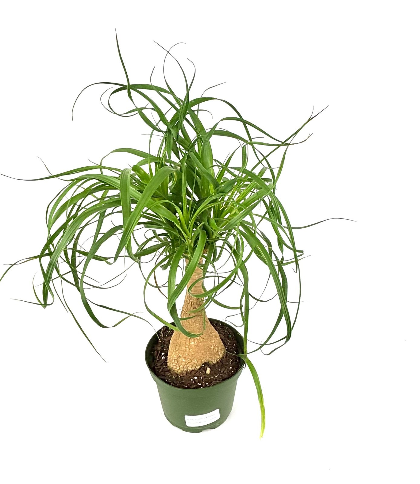 Ponytail Palm Beaucarnea Recurvata Live Potted Plant 12-18″ Tall, 6” Pot