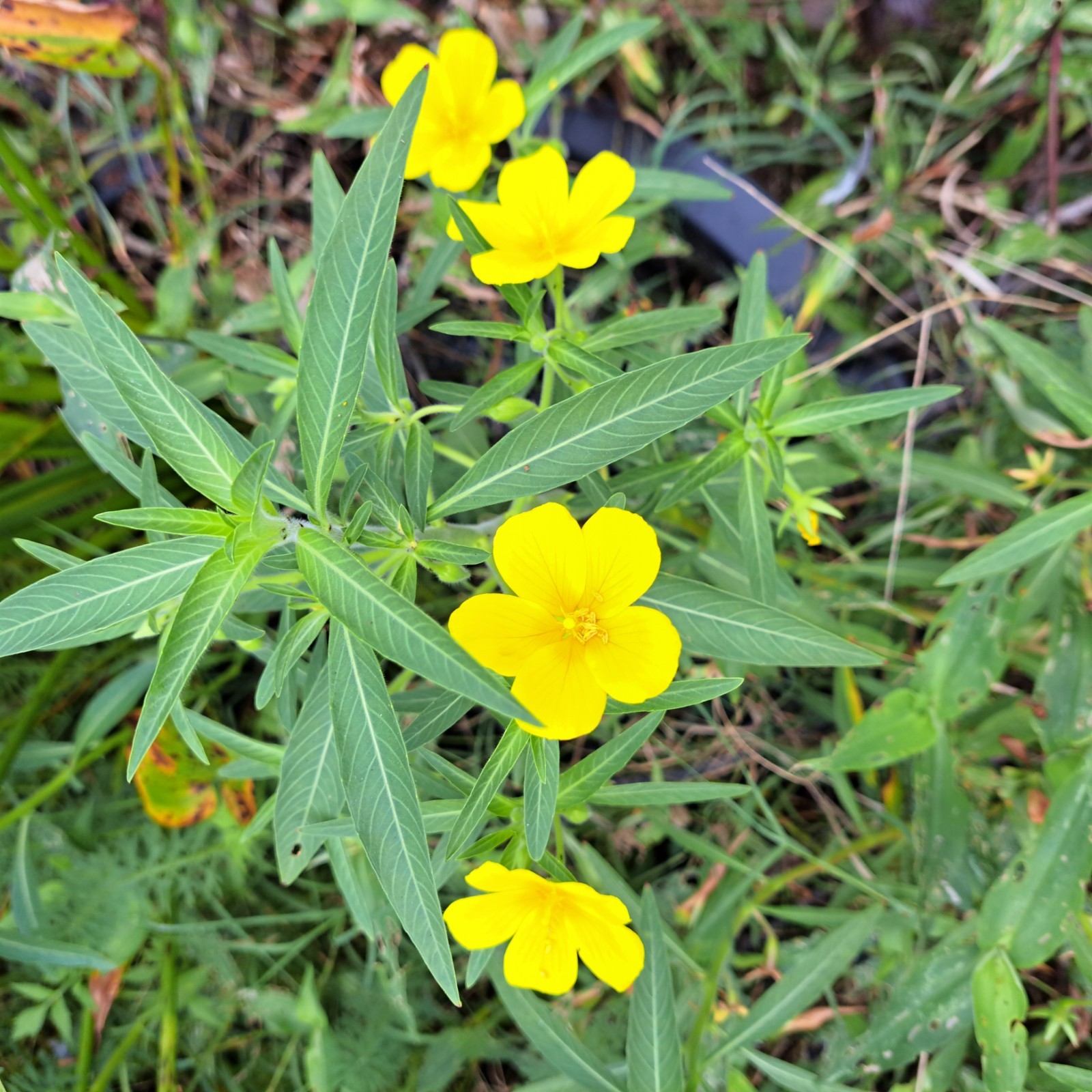 Aquatic plant produce yellow blooms/bog plants/water primrose
