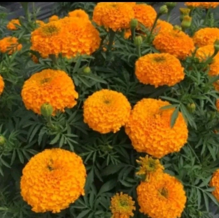 200 Giant Crackerjack Hawaii Marigold seeds