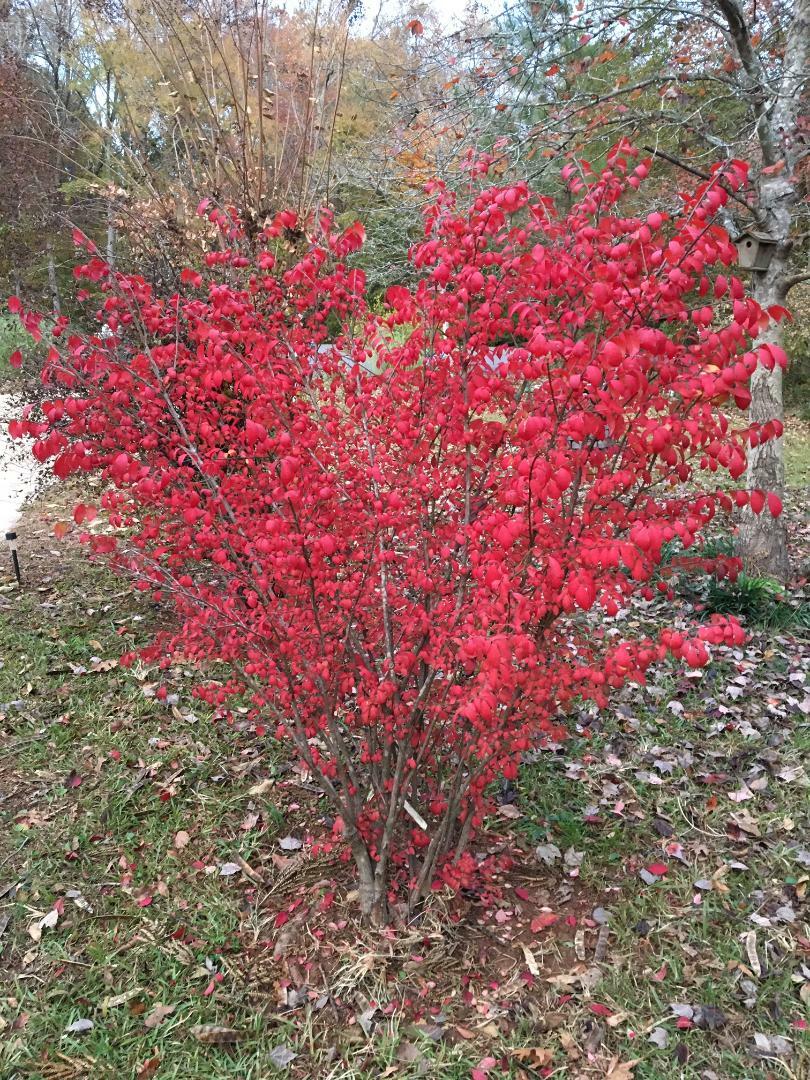 Red Burning Bush Tree Shrub Beautiful Fall Foliage 50 Seeds USA Seller