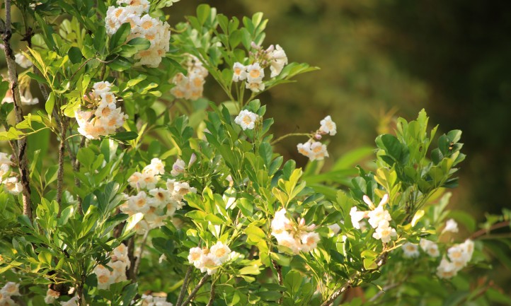 China Doll Plant Radermachera Sinica Seeds Free Shipping!