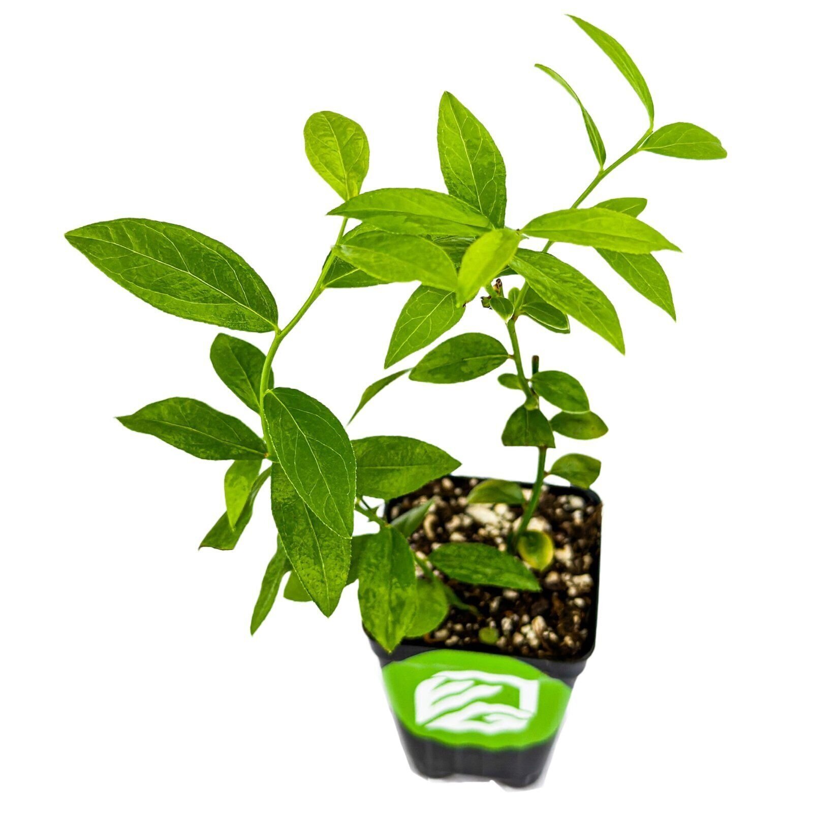 Pink Lemonade Blueberry (Rabbiteye)- Vaccinium – Live Plant