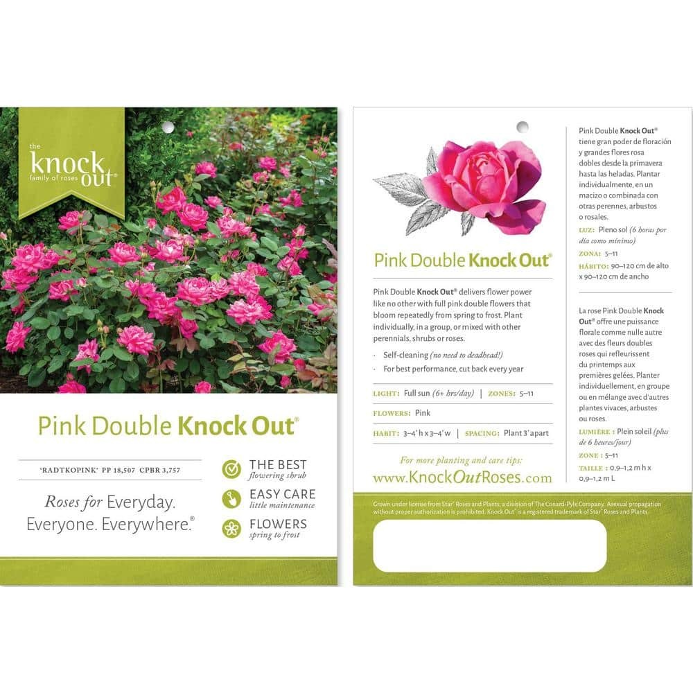 1 Gallon Double Pink Knock Out® Rose Shrub Spring Planting