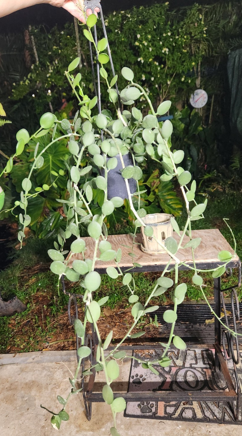 Xerosicyos danguyi Silver Dollar Vine Plant 5″ Pot 26″ Long 23″ Wide 11″ Tall