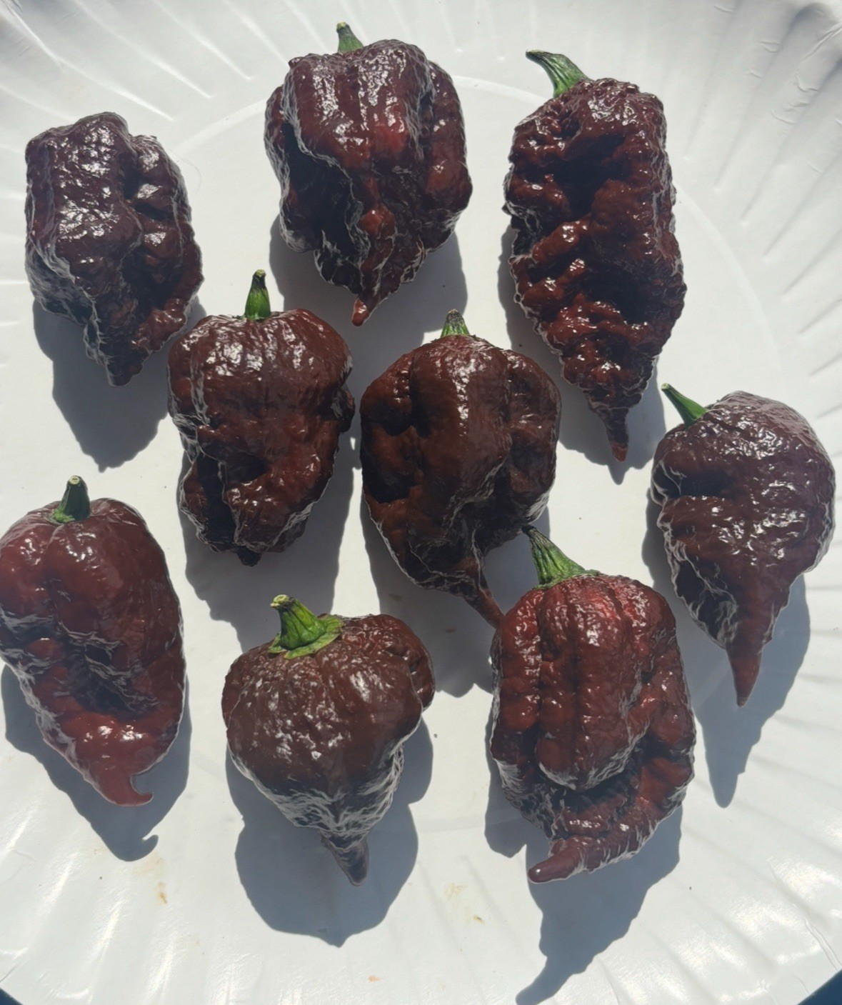 Lot of 3 (75+ DAYS OLD) CHOCOLATE REAPER SCORPION Super Hot Pepper LIVE PLANTS