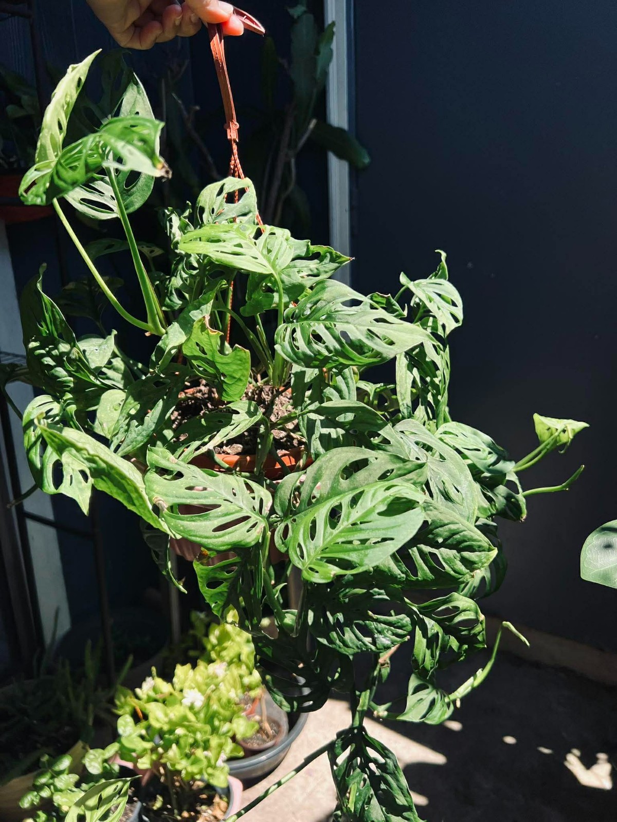 Plant Bundle 10 Rare Houseplants Pothos Monstera Succulent Cuttings Mystery Box