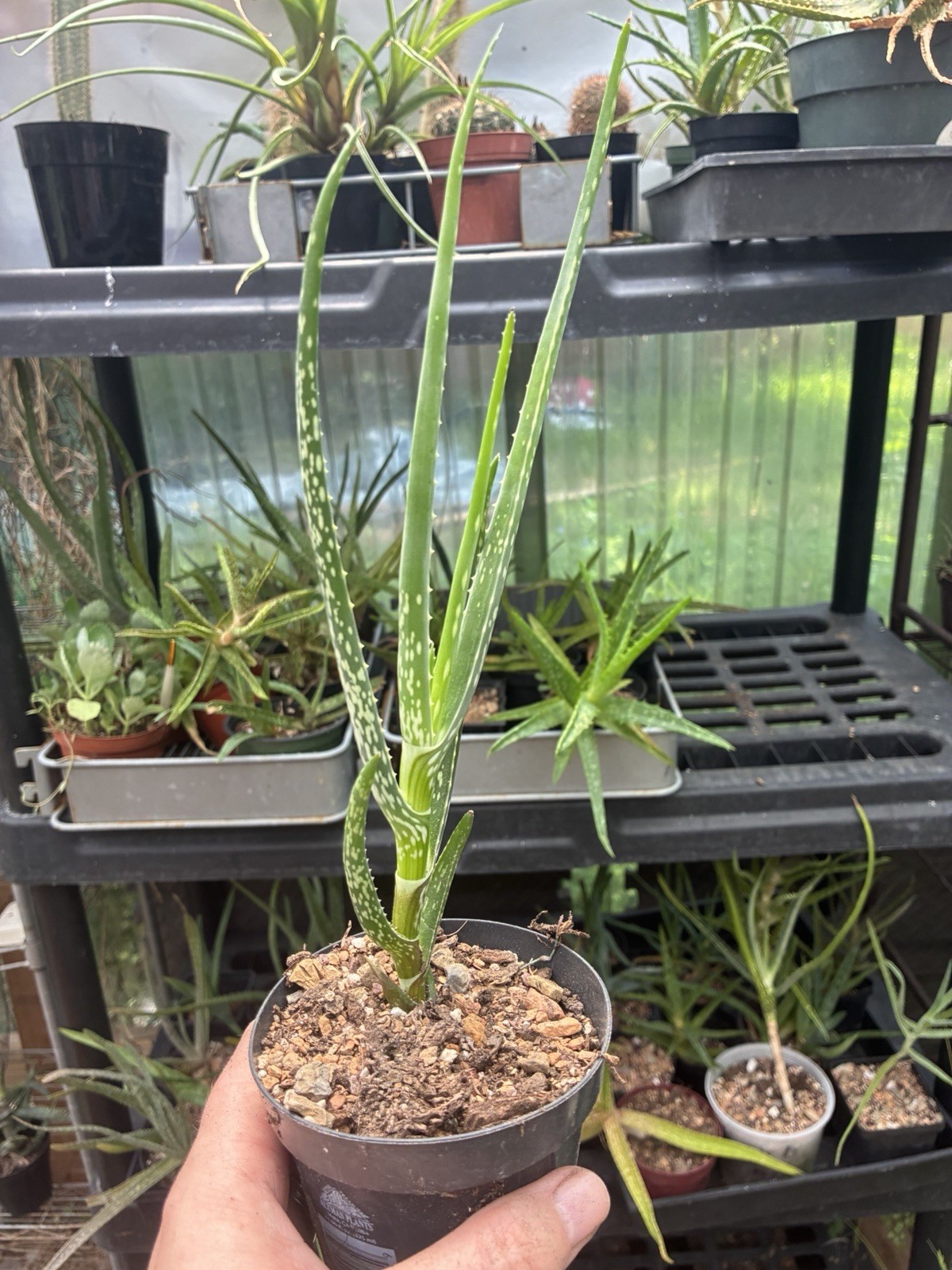 Aloe rivierei 3” Pot Live Succulents