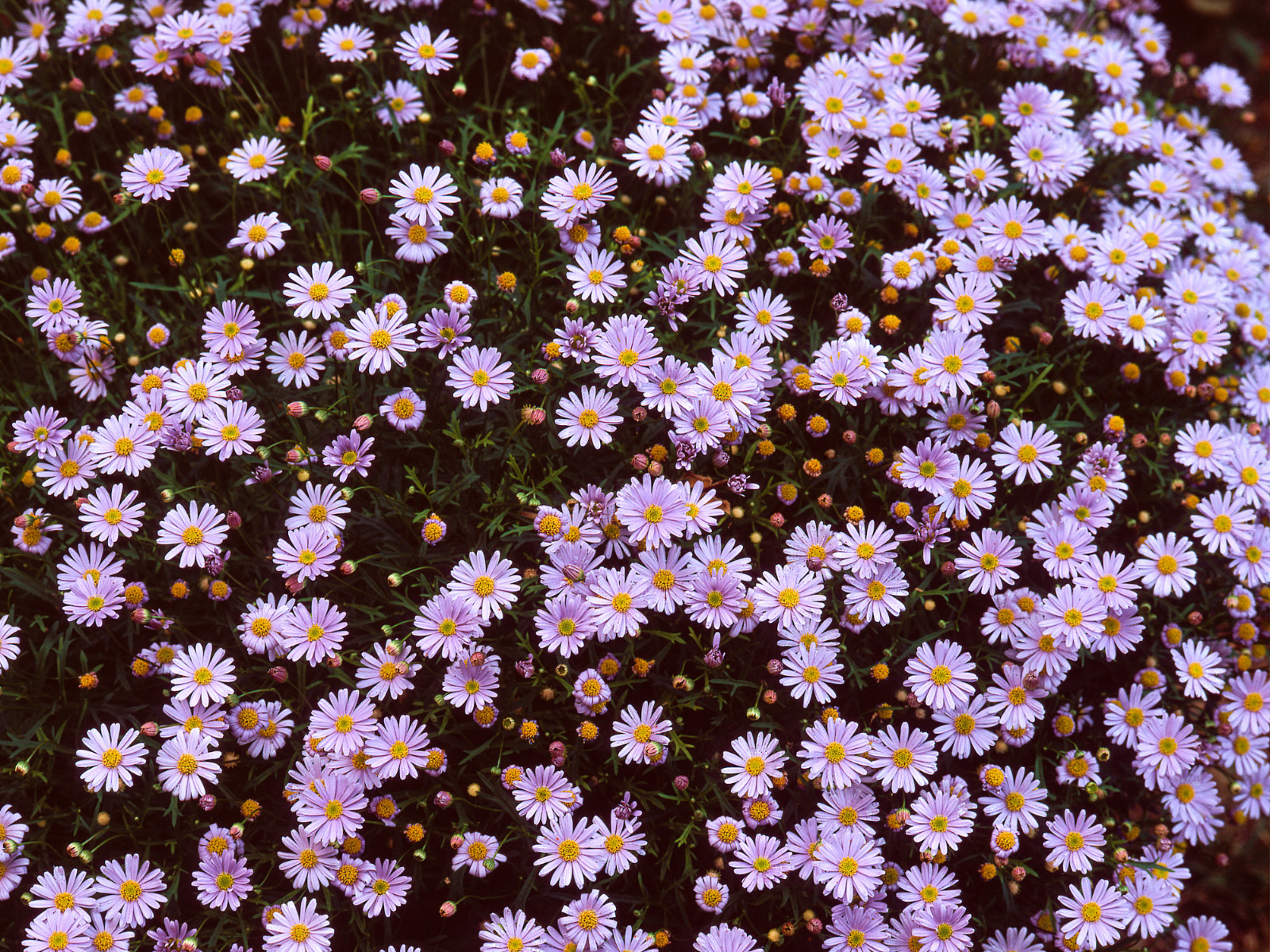 100 Seeds| Swan River Daisy Mix Seeds #N014
