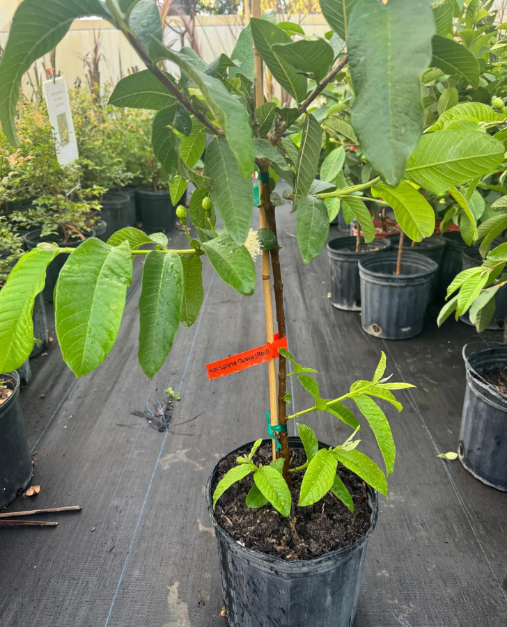 Thai Kilo White Guava Tree – Air Layered – 2-3ft – 3Gallon – Large Tropical Guav