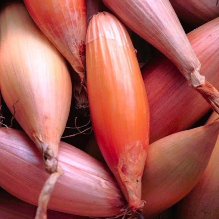 Zebrune Shallot Seeds – For 2026 Planting Heirloom Gourmet French Pink Banana