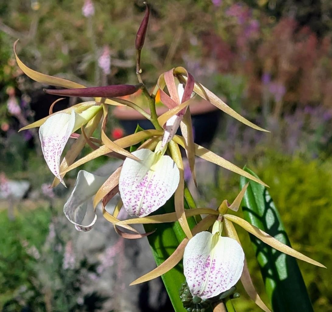 Fantastic New Fragrant Orchid Hybrid! Panarica brassavolae x Brassavola nodosa,
