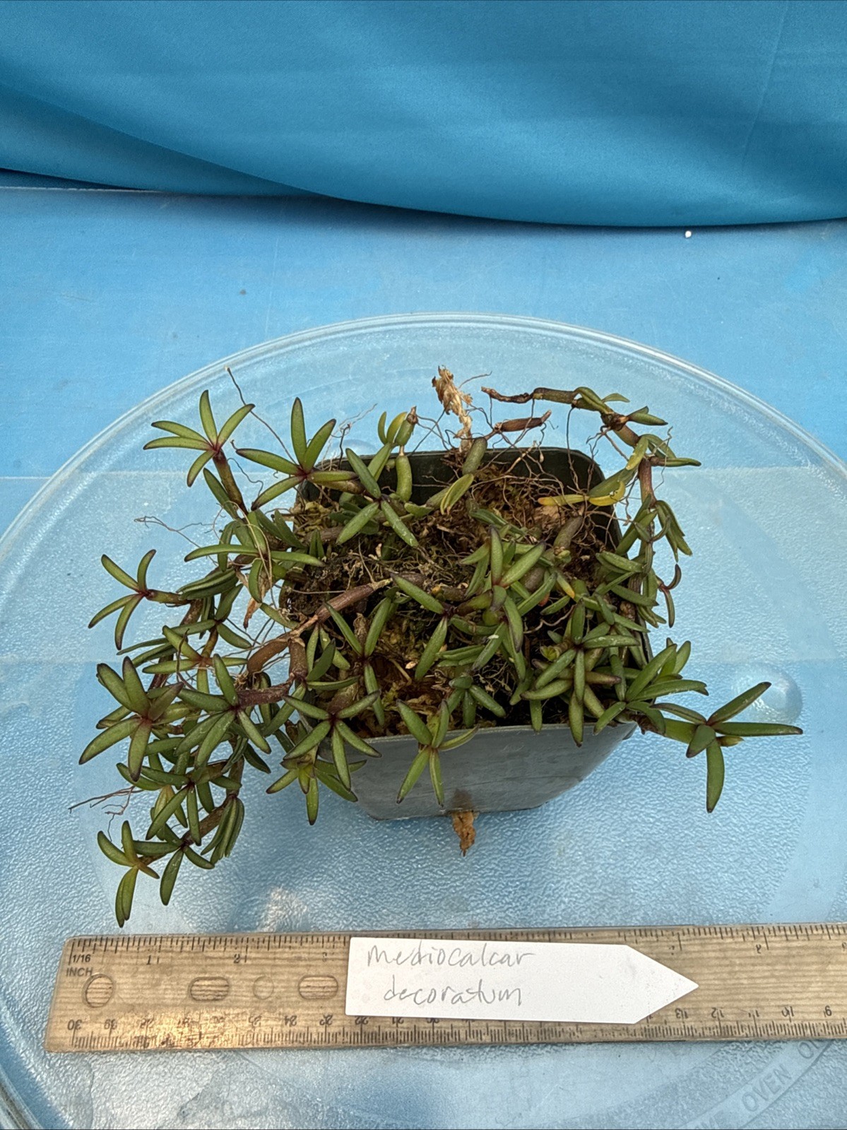 Mediocalcar decorata Orange Yellow Prolific Bloomer BS Orchid Species 4” Pot