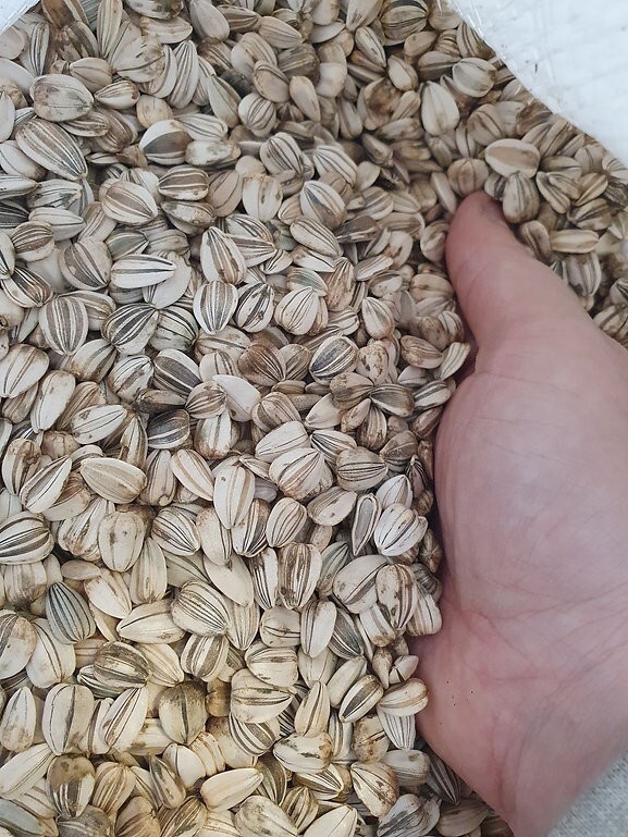 Mammoth Grey Stripe Sunflower Seeds 1 LB Pound