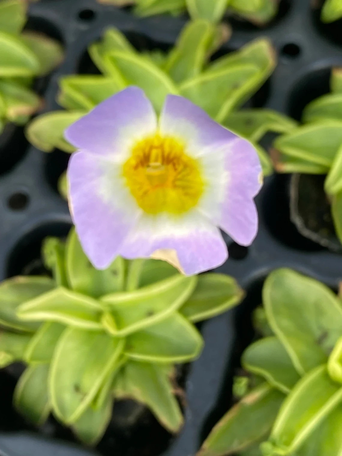 Pinguicula primuliflora, Butterwort. Carnivorous Plant Shipped in 2.5″ Pot